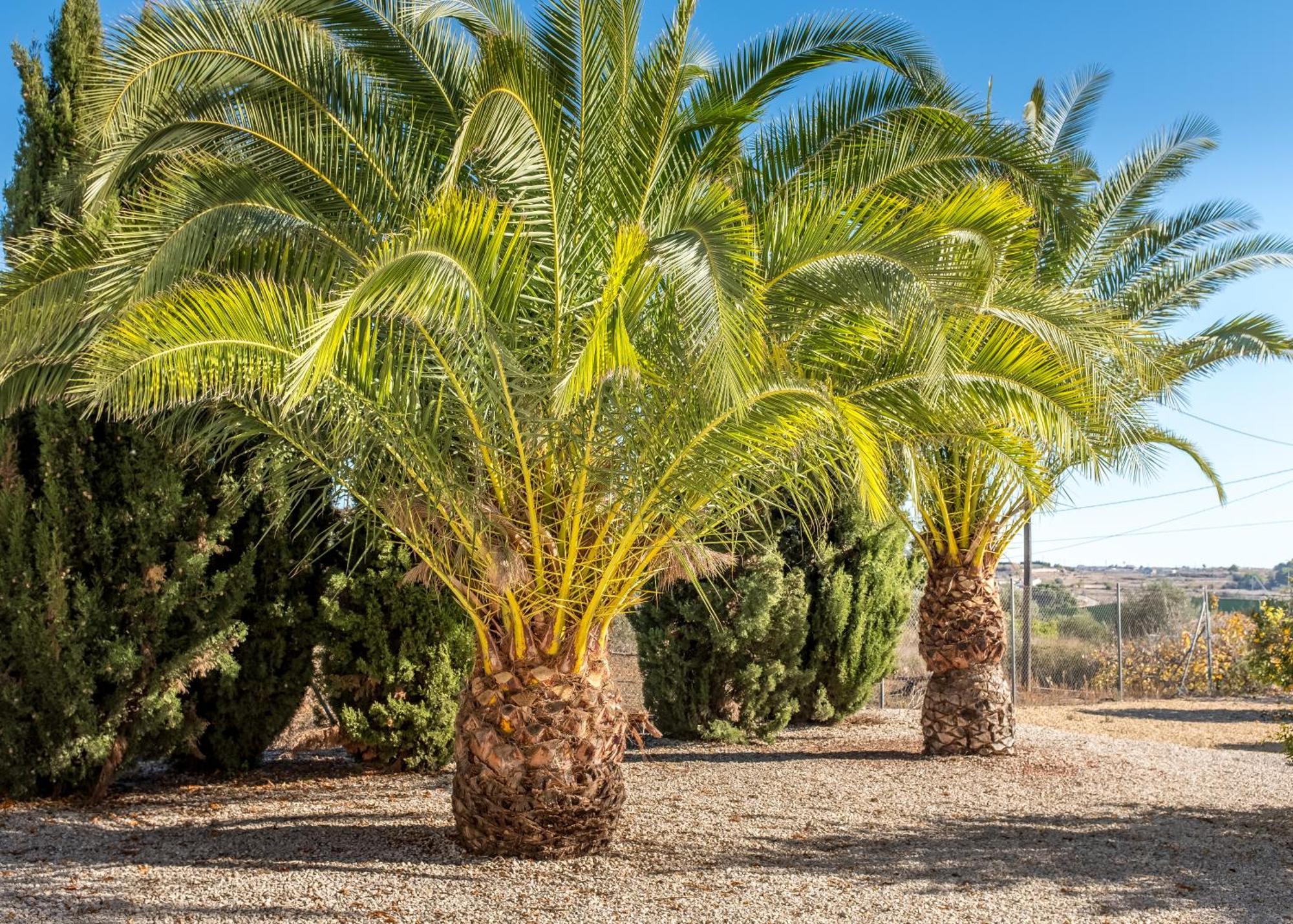 Finca De La Pansa Benissa Eksteriør billede